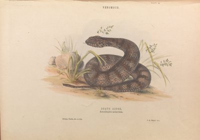 Death Adder, Acanthophis antarctica by Helena Forde